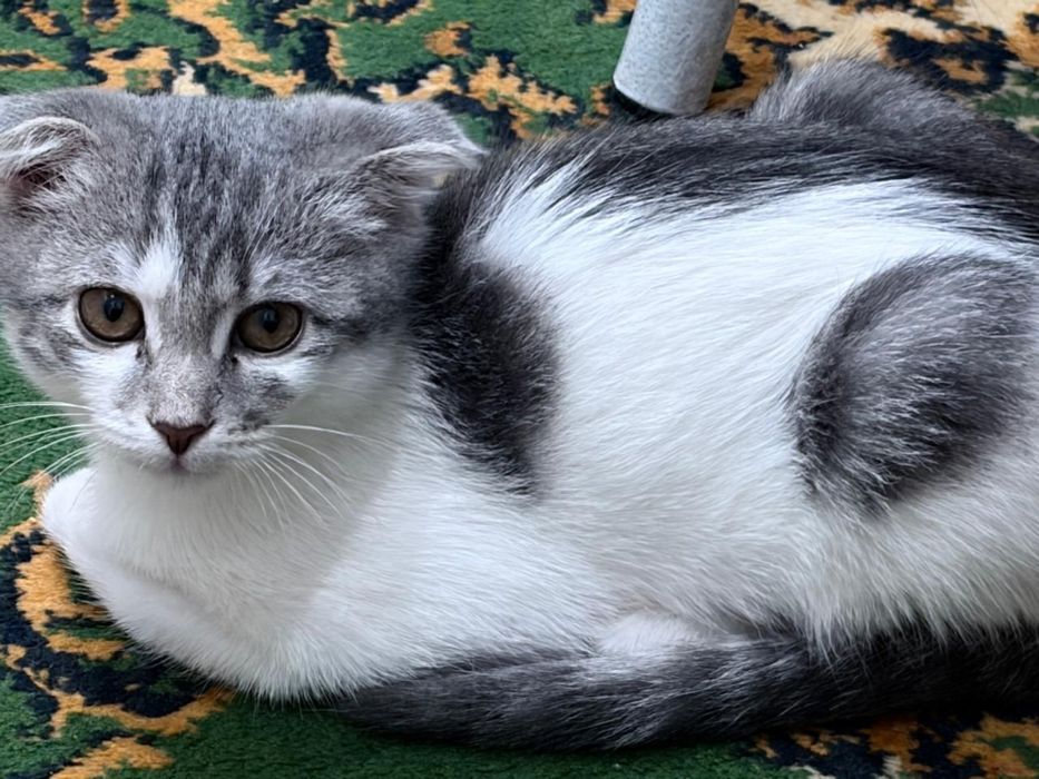 Котёнок шотландский