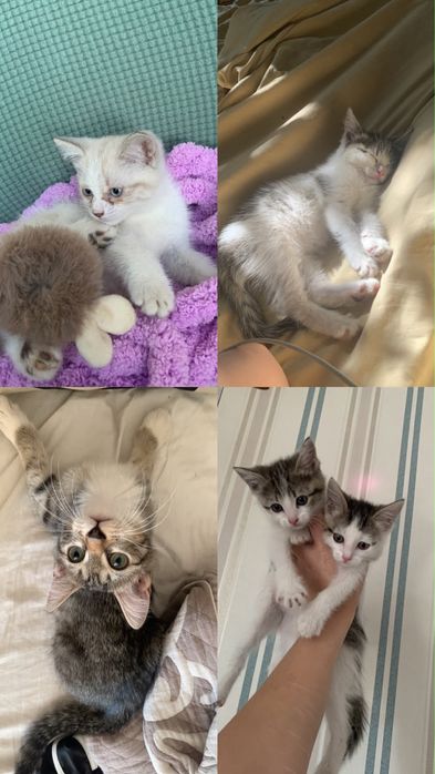 Котята бесплатно