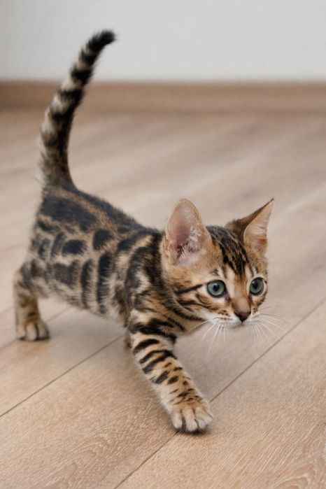 bengal mushuk бенгальский котик