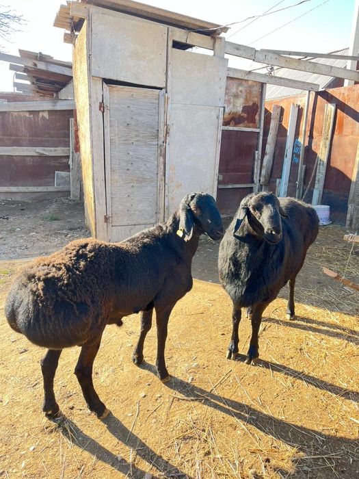 Гиссар козы кошкарлар