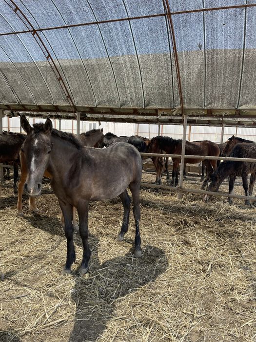 Порно жігіт бар үлкен мүшесі трахается киски