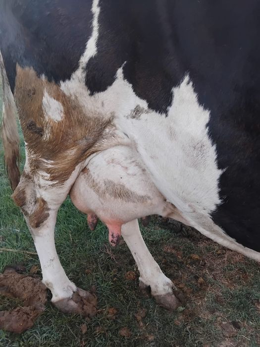 Vaca gestanta in 5 luni