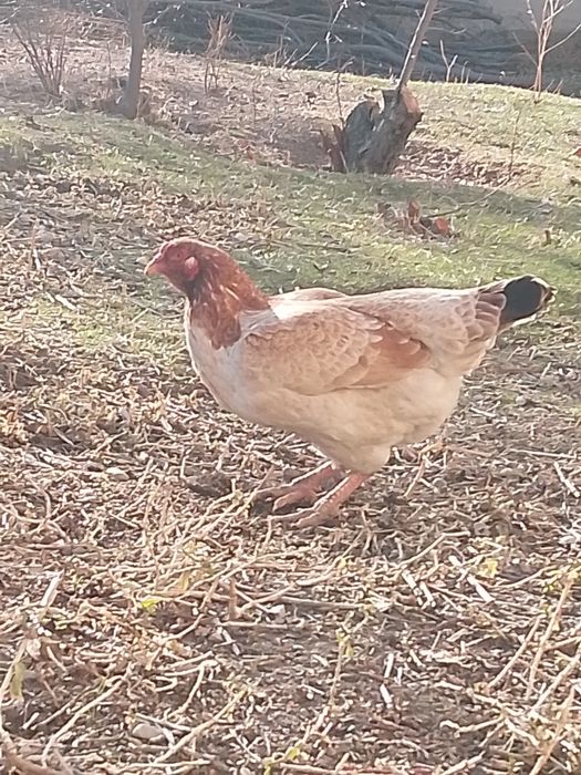 Бойцовский курица