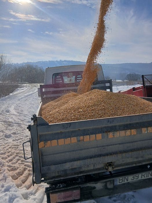 Porumb boabe recolta 2026