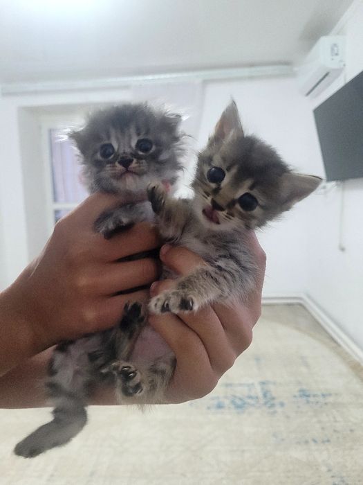 Отдаём котят в добрые руки