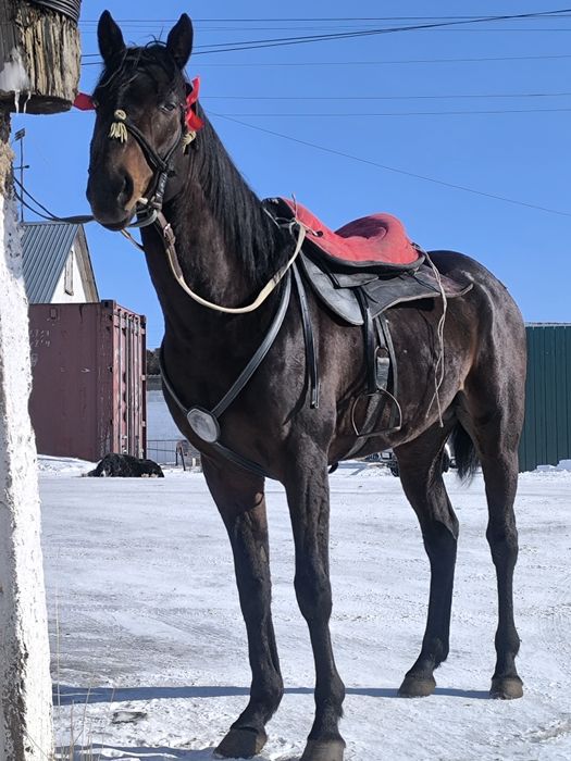 Айгыр жеребец! классный