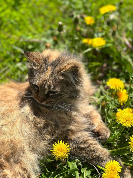 Бойкая кошка ищет дом