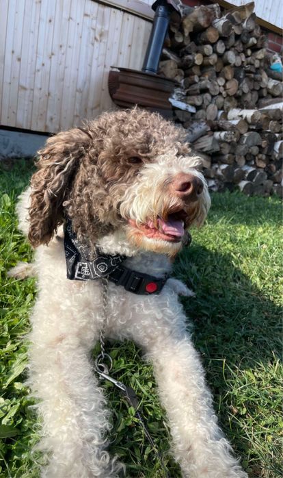 Pet sitter, ore sau zile