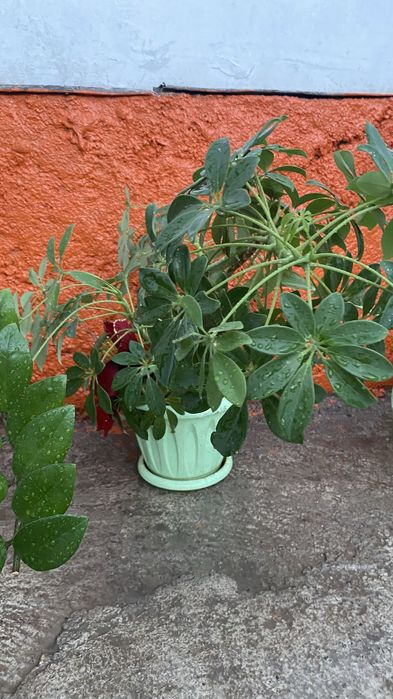 Гүлдер сатылады