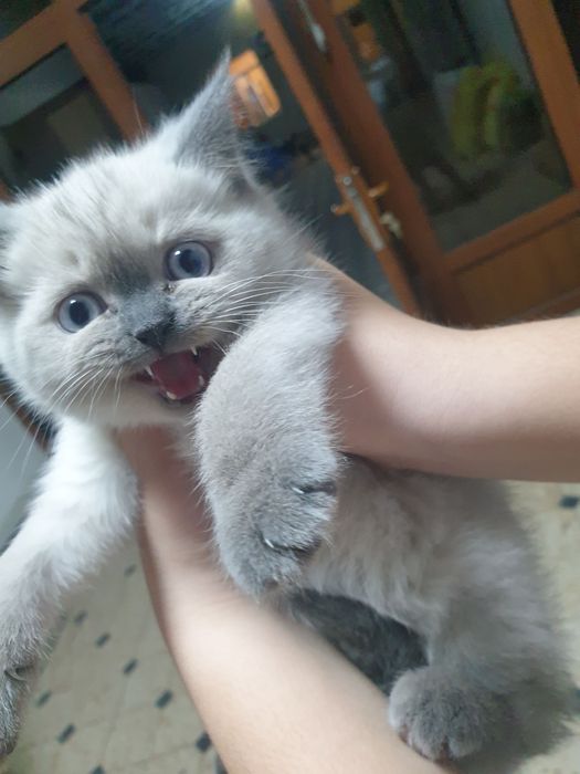 Мушук сотилади  сиамские