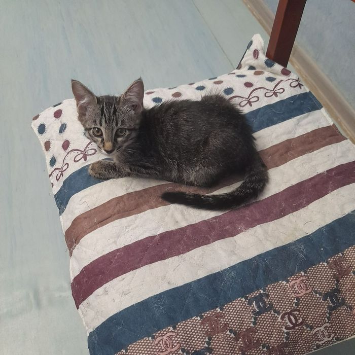 Отдам в добрые руки.