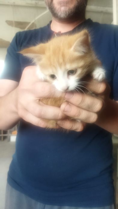 Котята бесплатно Тараз