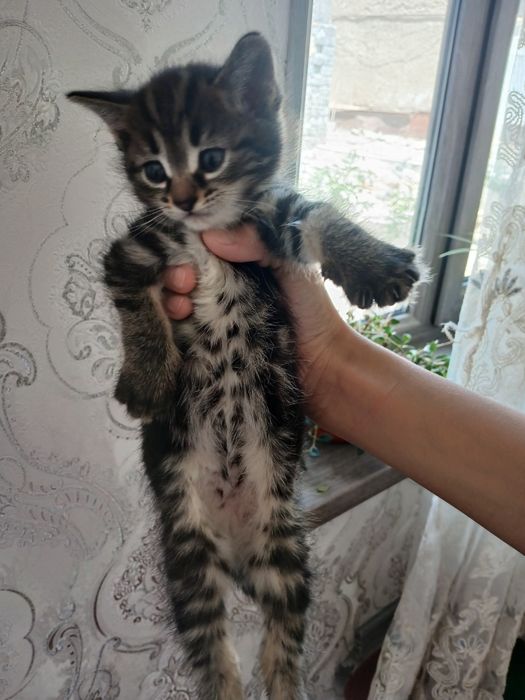 Отдам дарим милых котят в заботливых рукам