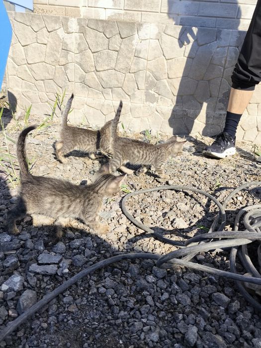 Отдам 3 котят в добрые руки