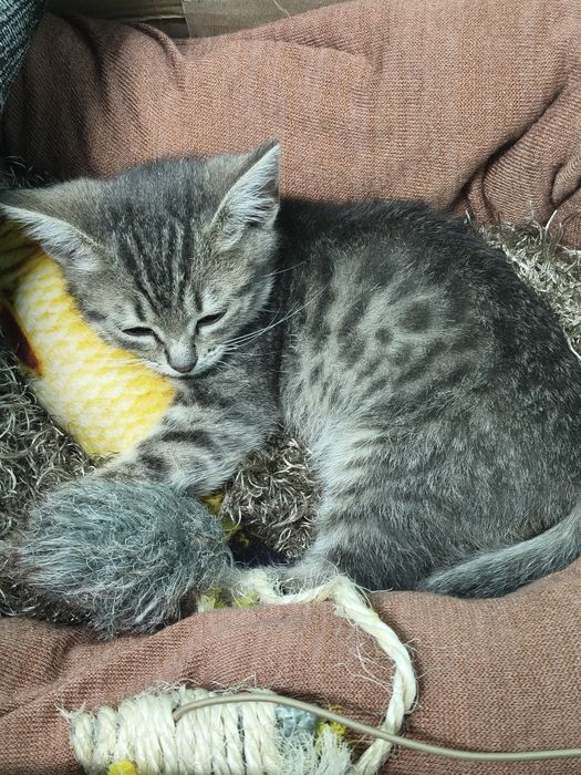 СРОЧНО! Котенок девочка в добрые руки.