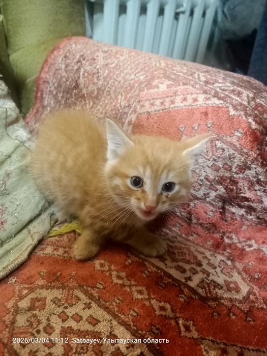 Отдам в добрые руки.