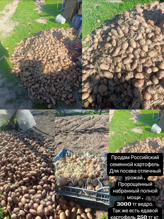 Продам семянной  картофель