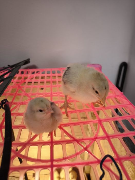 Продам цыплят разного возраста