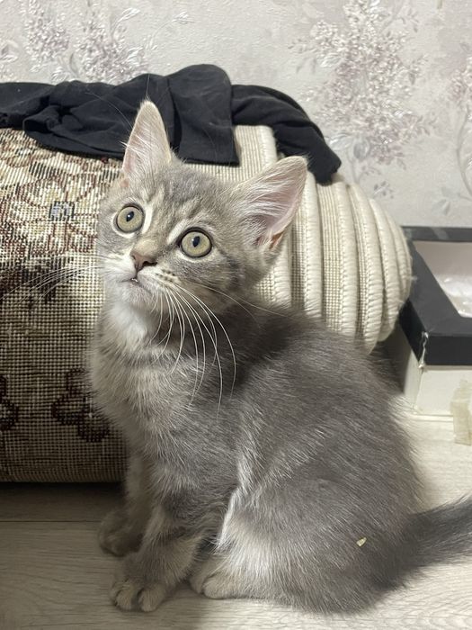 Продаются котята!!!