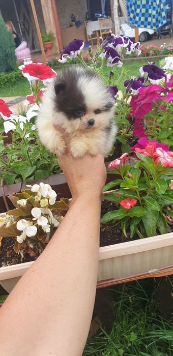 Померан Мини Мини