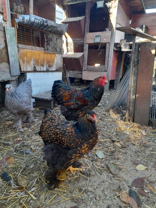 Ouă și pui Brahma Uriaș,Rase Mixte,Cochinchina PITIC, Mii de FLORI