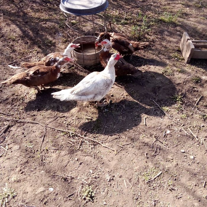 Продам яйца уток