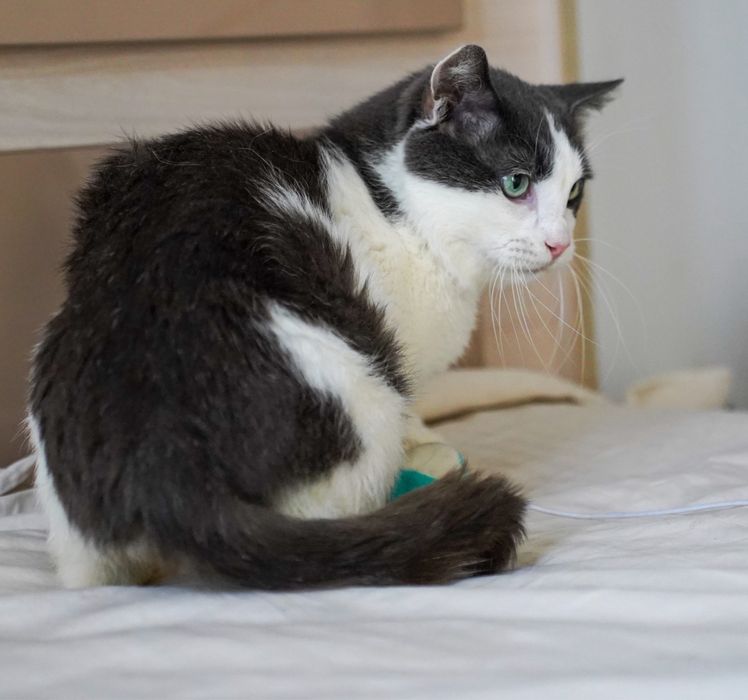 Adoptați un suflet blând!