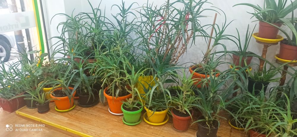 Алое лечебно - над 3 години