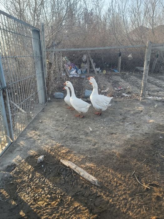 Газдар сатылады срочна багасы ар брыу 20000