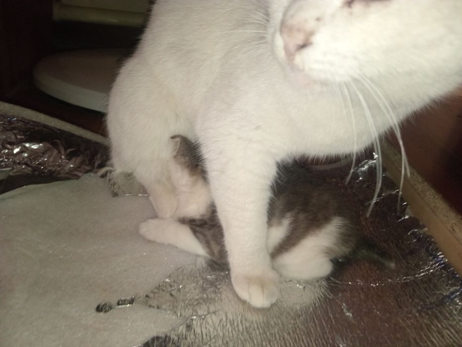 Uymushugi 1 ta bolasi b.n kimga kerak bulsa