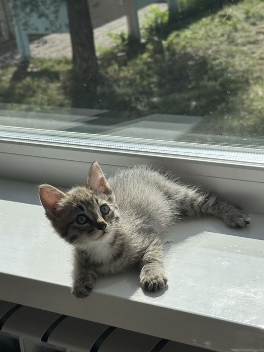 Отдам котят бесплатно
