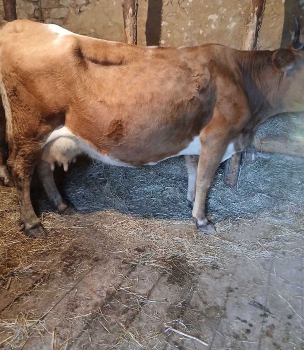 Продаю здоровую корову