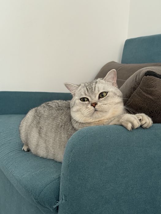 Скотиш страйт породистый шиншила