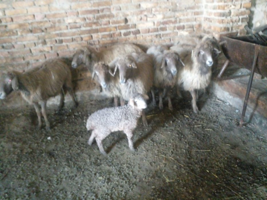 Араби куйлар сотилади