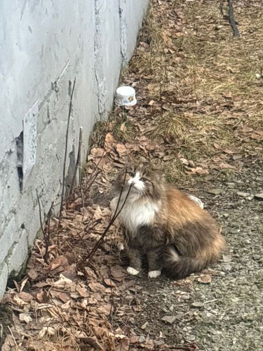 Трехцветная девочка на счастье в отвественные руки!
