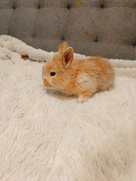 Декоративни зайчета на 1 месец