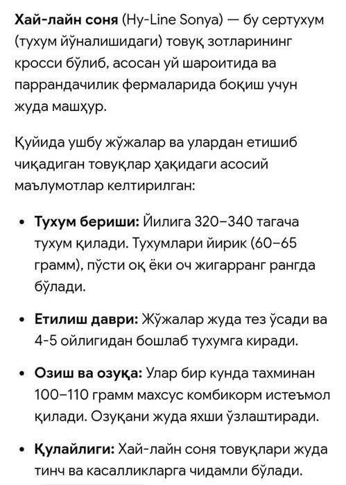 Хаммаси 100 % товук чикади. Цыплята несушки Хай-лайн жужалари Jojalar