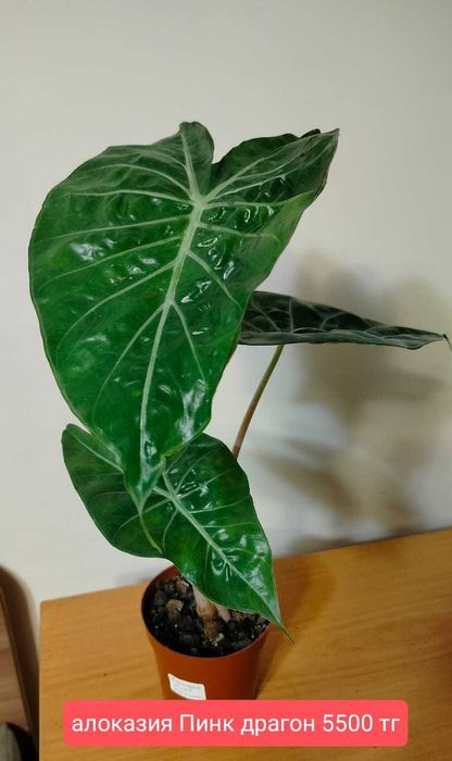 Продам комнатные растения