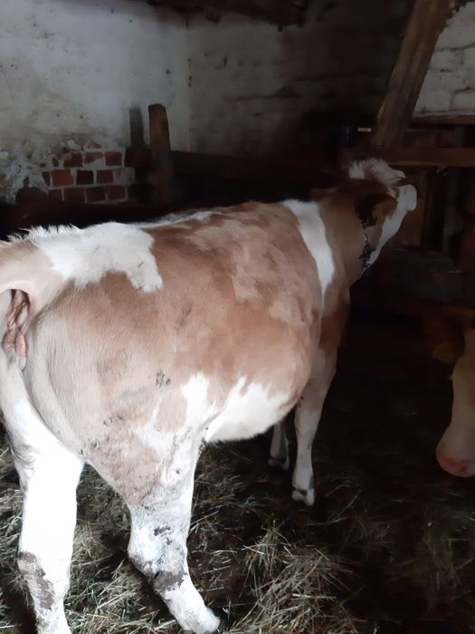 Vând vițea de un an.