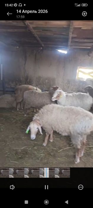 бордакы койлар сатылады