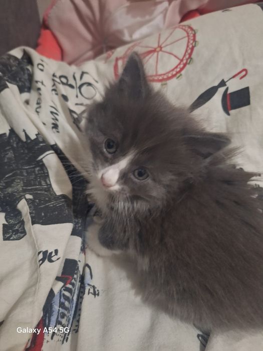 Отдам котят в добрые руки
