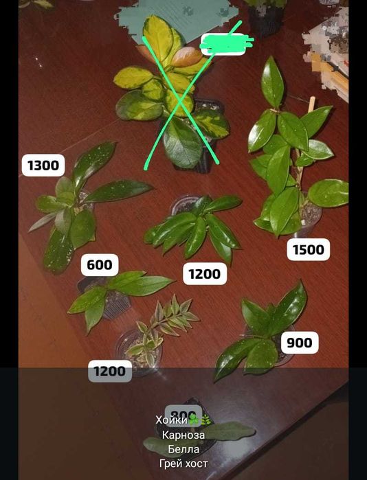 Суккуленты разные,укореняшки,срезы..