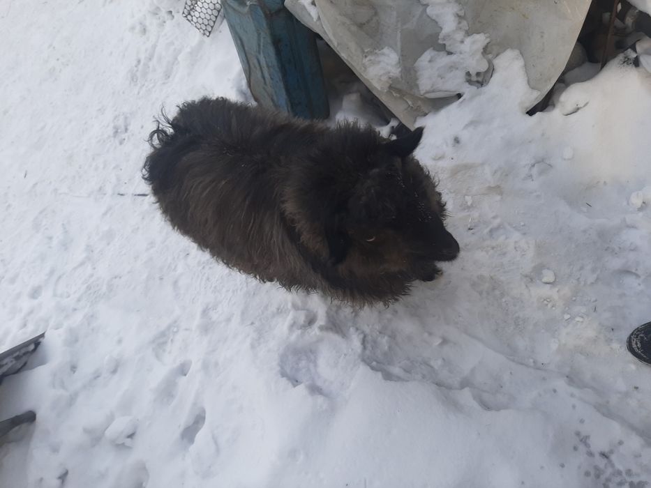 Продам Козлика ручного