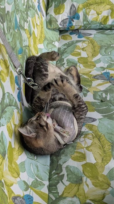 Котенок девчонка
