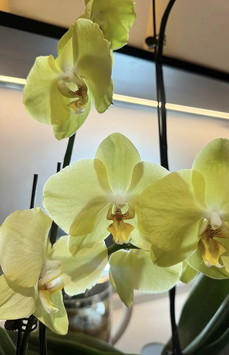 Орхидея ампельная