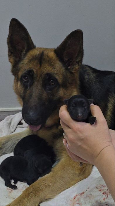 Алиментный щенок немецкой овчарки.