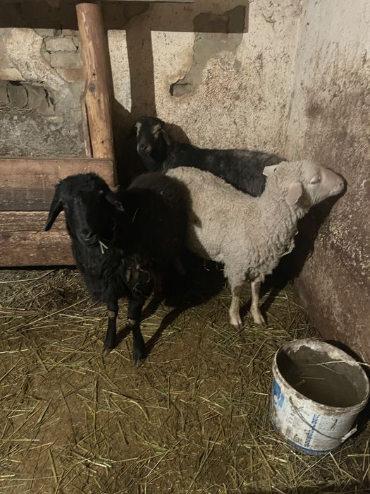 Продам баранов Кой сатылады