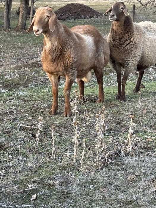 Арашан қозы қошқар линия 80