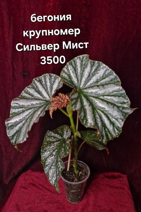 Разные домашние цветы