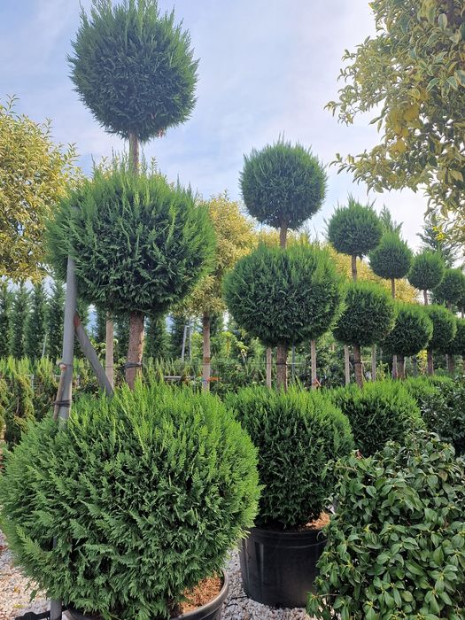 Spirala mare 3.5m - 4m pon pon, tuia, plante ornamentale